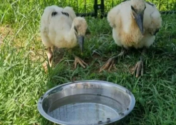 Σέρρες: Κτηνίατροι έσωσαν νεοσσούς πελαργούς που έπεσαν από τη φωλιά τους