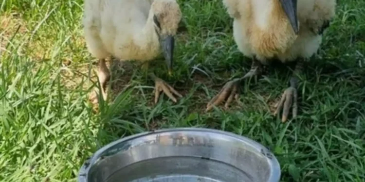 Σέρρες: Κτηνίατροι έσωσαν νεοσσούς πελαργούς που έπεσαν από τη φωλιά τους