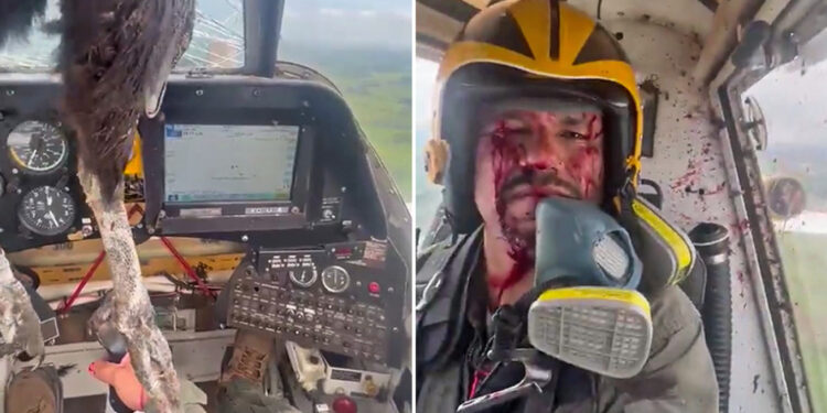 Τεράστιο πουλί προσέκρουσε σε αεροσκάφος – Με αίματα αλλά… ατάραχος ο πιλότος