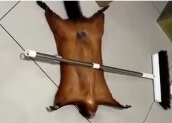 Ταϊλάνδη: Ιπτάμενος σκίουρος προσποιείται τον πεθαμένο για να τον προσέξει ο ιδιοκτήτης του