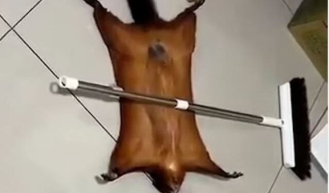 Ταϊλάνδη: Ιπτάμενος σκίουρος προσποιείται τον πεθαμένο για να τον προσέξει ο ιδιοκτήτης του