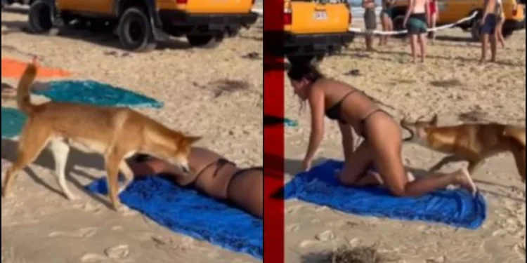 Ντίνγκο βολτάρει στην παραλία και δαγκώνει στα οπίσθια λουόμενη (Βίντεο)