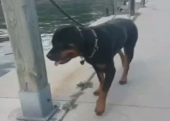 Σκύλος ξέφυγε από τον ιδιοκτήτη του και δάγκωσε 76χρονο κοντά στα γεννητικά όργανα