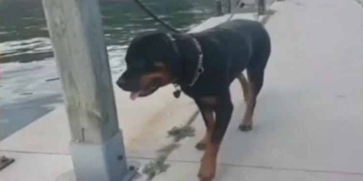 Σκύλος ξέφυγε από τον ιδιοκτήτη του και δάγκωσε 76χρονο κοντά στα γεννητικά όργανα