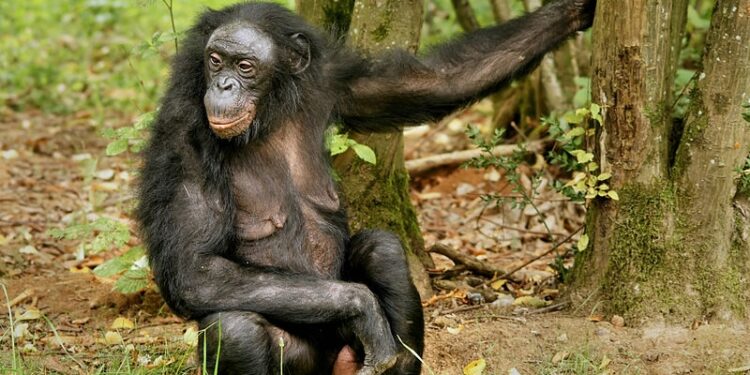 Αυνανισμός: Γιατί η εξέλιξη εφηύρε το σπορ της αυτοϊκανοποίησης