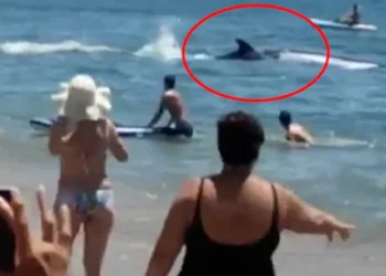 Τεράστιο πτερύγιο «καρχαρία» εμφανίζεται σε παραλία και προκαλεί πανικό στους λουόμενους (VIDEO)