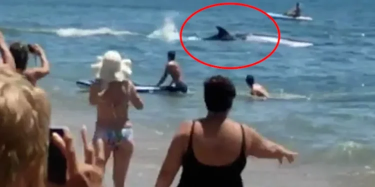 Τεράστιο πτερύγιο «καρχαρία» εμφανίζεται σε παραλία και προκαλεί πανικό στους λουόμενους (VIDEO)