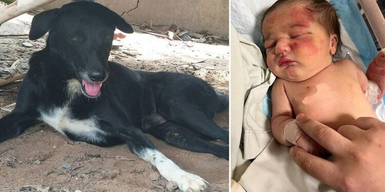 Αδέσποτος σκύλος έσωσε μωρό που το είχαν πετάξει στα σκουπίδια