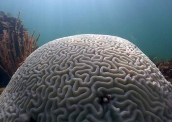 Βράζουν οι ωκεανοί – Η θάλασσα στη Φλόριντα έγινε τζακούζι στους 38 βαθμούς