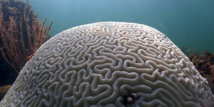 Βράζουν οι ωκεανοί – Η θάλασσα στη Φλόριντα έγινε τζακούζι στους 38 βαθμούς