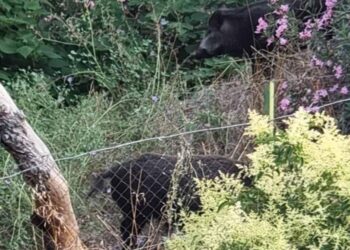 Θεσσαλονίκη: Αγέλη από αγριογούρουνα σε απόσταση αναπνοής από σχολείο (VIDEO)