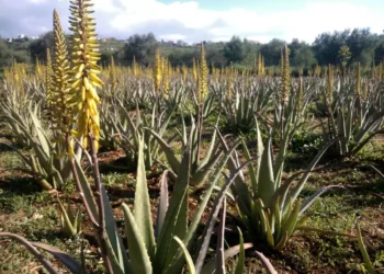 Αλόη βέρα: Τι λένε οι επιστήμονες για τη σύνδεσή της με τον καρκίνο μετά το «καμπανάκι» του ΠΟΥ