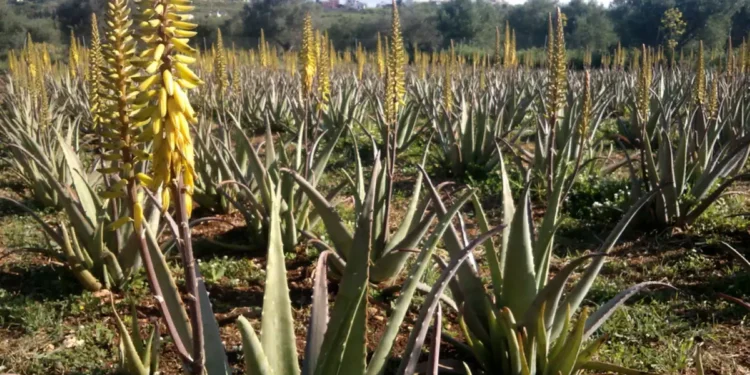 Αλόη βέρα: Τι λένε οι επιστήμονες για τη σύνδεσή της με τον καρκίνο μετά το «καμπανάκι» του ΠΟΥ