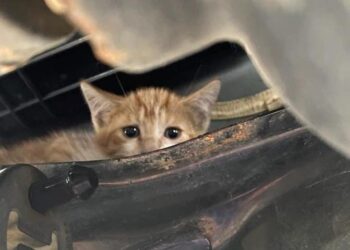 22χρονος σκότωσε τρία γατάκια σε… φούρνο μικροκυμάτων