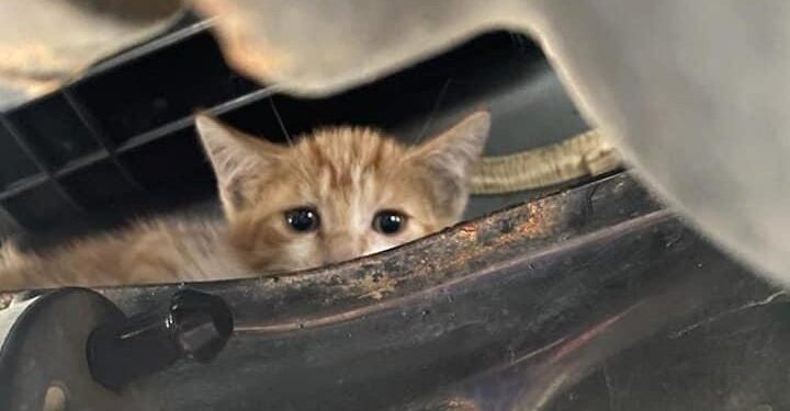 22χρονος σκότωσε τρία γατάκια σε… φούρνο μικροκυμάτων