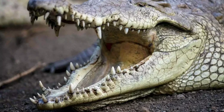 Ρόδος: Συναγερμός για «κροκόδειλο» στο ποτάμι της Κρεμαστής