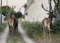 Μενίδι: Ελάφια «συνελήφθησαν» να κάνουν βόλτες στην πόλη