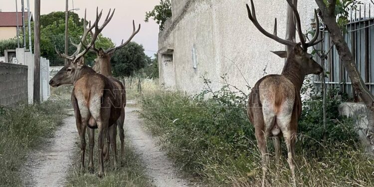 Μενίδι: Ελάφια «συνελήφθησαν» να κάνουν βόλτες στην πόλη