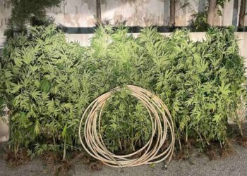 Σέρρες: Καλλιεργούσε μίνι χασισοφυτεία σε δάσος των Σερρών