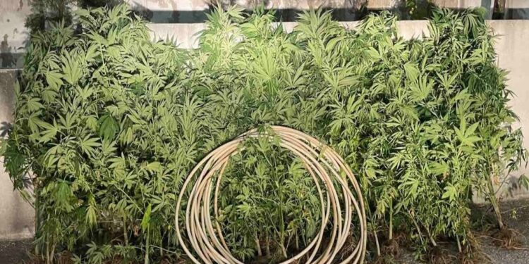 Σέρρες: Καλλιεργούσε μίνι χασισοφυτεία σε δάσος των Σερρών