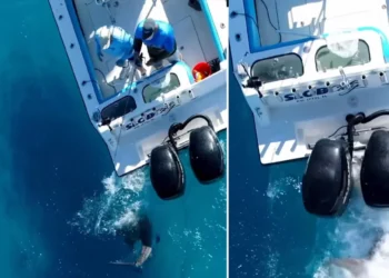 Βίντεο που κόβει την ανάσα: Καρχαρίας εμβολίζει με μανία αλιευτικό σκάφος