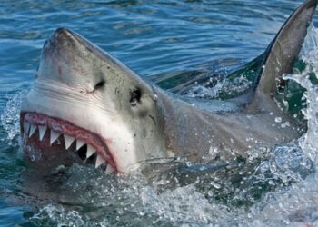 Οι καρχαρίες των ελληνικών θαλασσών και οι θανατηφόρες επιθέσεις σε λουόμενους