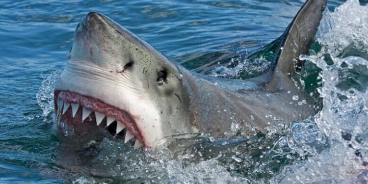 Οι καρχαρίες των ελληνικών θαλασσών και οι θανατηφόρες επιθέσεις σε λουόμενους