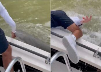 Βίντεο-σοκ με καρχαρία να αρπάζει ανεγκέφαλο ψαρά: «Για δύο δευτερόλεπτα δεν θα γίνει τίποτα»