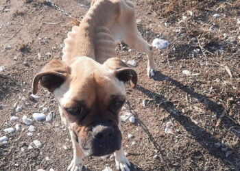 Κτηνωδία στις Σέρρες: Σκότωσαν εν ψυχρώ με καραμπίνα αδέσποτο σκύλο