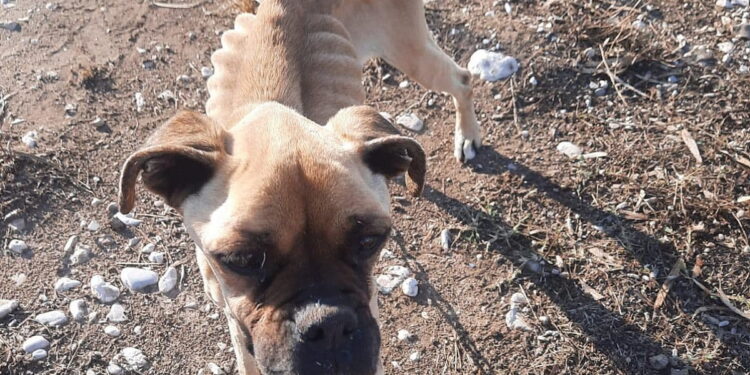 Κτηνωδία στις Σέρρες: Σκότωσαν εν ψυχρώ με καραμπίνα αδέσποτο σκύλο