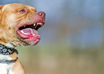 Νεκρή με δαγκωματιές από τα σκυλιά της 60χρονη στον Βύρωνα