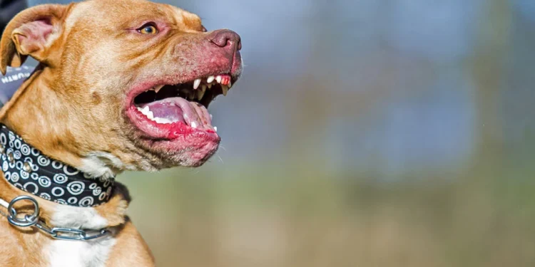 Νεκρή με δαγκωματιές από τα σκυλιά της 60χρονη στον Βύρωνα