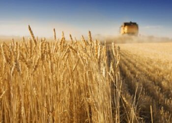 Σιτηρά: Άλμα στις τιμές μετά την κατάρρευση της Συμφωνίας της Μαύρης Θάλασσας