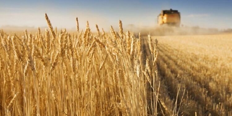 Σιτηρά: Άλμα στις τιμές μετά την κατάρρευση της Συμφωνίας της Μαύρης Θάλασσας