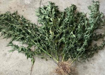 Θεσσαλονίκη: Καλλιεργούσε χασισόδεντρα ύψους 1,5 μέτρων σε οικόπεδο