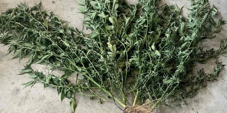 Θεσσαλονίκη: Καλλιεργούσε χασισόδεντρα ύψους 1,5 μέτρων σε οικόπεδο