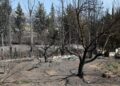 Meteo: Το παράδοξο της Ελλάδας – 52% λιγότερες μεγάλες δασικές πυρκαγιές και 195% αύξηση των καμένων