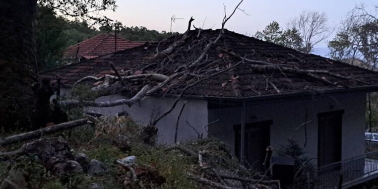 Πλάτανος καταπλάκωσε σπίτι σε χωριό των Τρικάλων (φωτο)