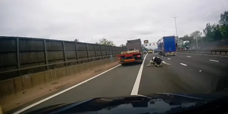 Τρομακτικό βίντεο: Αγελάδα πέφτει από φορτηγό σε αυτοκινητόδρομο [βίντεο]
