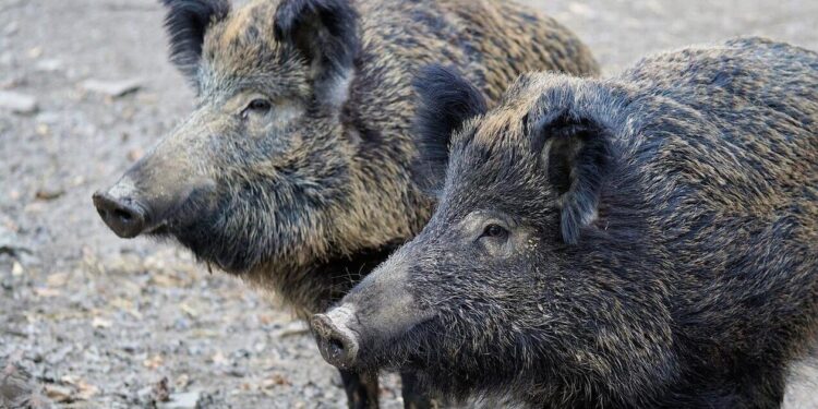 Λάρισα: Οικογένεια αγριογούρουνων κατέβηκε για βόλτα και… φαγητό στην παραλία