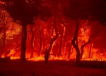 Δάσος Δαδιάς: Χρειάζεται 1,5 αιώνα για να αναγεννηθεί (vid)
