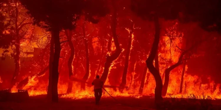 Δάσος Δαδιάς: Χρειάζεται 1,5 αιώνα για να αναγεννηθεί (vid)