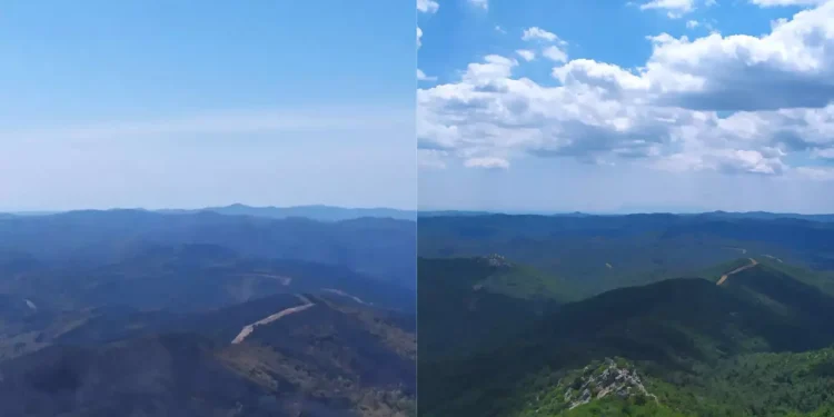 Φωτιά στον Έβρο: Σοκάρει το «πριν» και το «μετά» στο δάσος της Δαδιάς