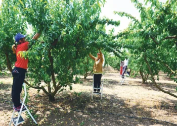 Η Ελλάδα «στέρεψε» από εργάτες γης – Ψάχνει εργαζόμενους στην Ασία