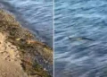 Αναστάτωση στην Εύβοια με φίδι που κολυμπάει σε θάλασσα – Δείτε βίντεο