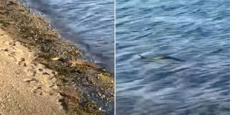 Αναστάτωση στην Εύβοια με φίδι που κολυμπάει σε θάλασσα – Δείτε βίντεο