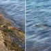 Αναστάτωση στην Εύβοια με φίδι που κολυμπάει σε θάλασσα – Δείτε βίντεο