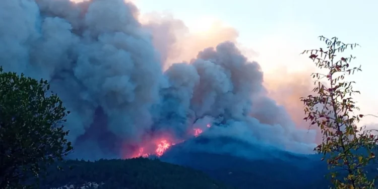 Φωτιά στον Έβρο: Εντοπίστηκαν 18 απανθρακωμένοι μετανάστες στο δάσος της Δαδιάς