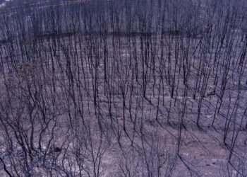 Φωτιά στον Έβρο: Τι περιλαμβάνει η βοήθεια στους πληγέντες – Ενισχύεται η Πολιτική Προστασία