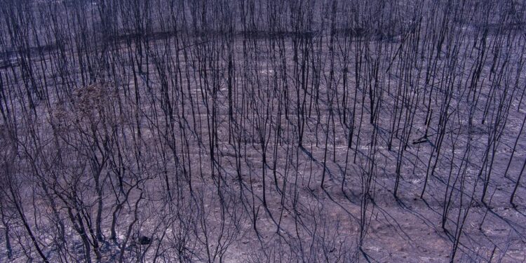 Φωτιά στον Έβρο: Τι περιλαμβάνει η βοήθεια στους πληγέντες – Ενισχύεται η Πολιτική Προστασία